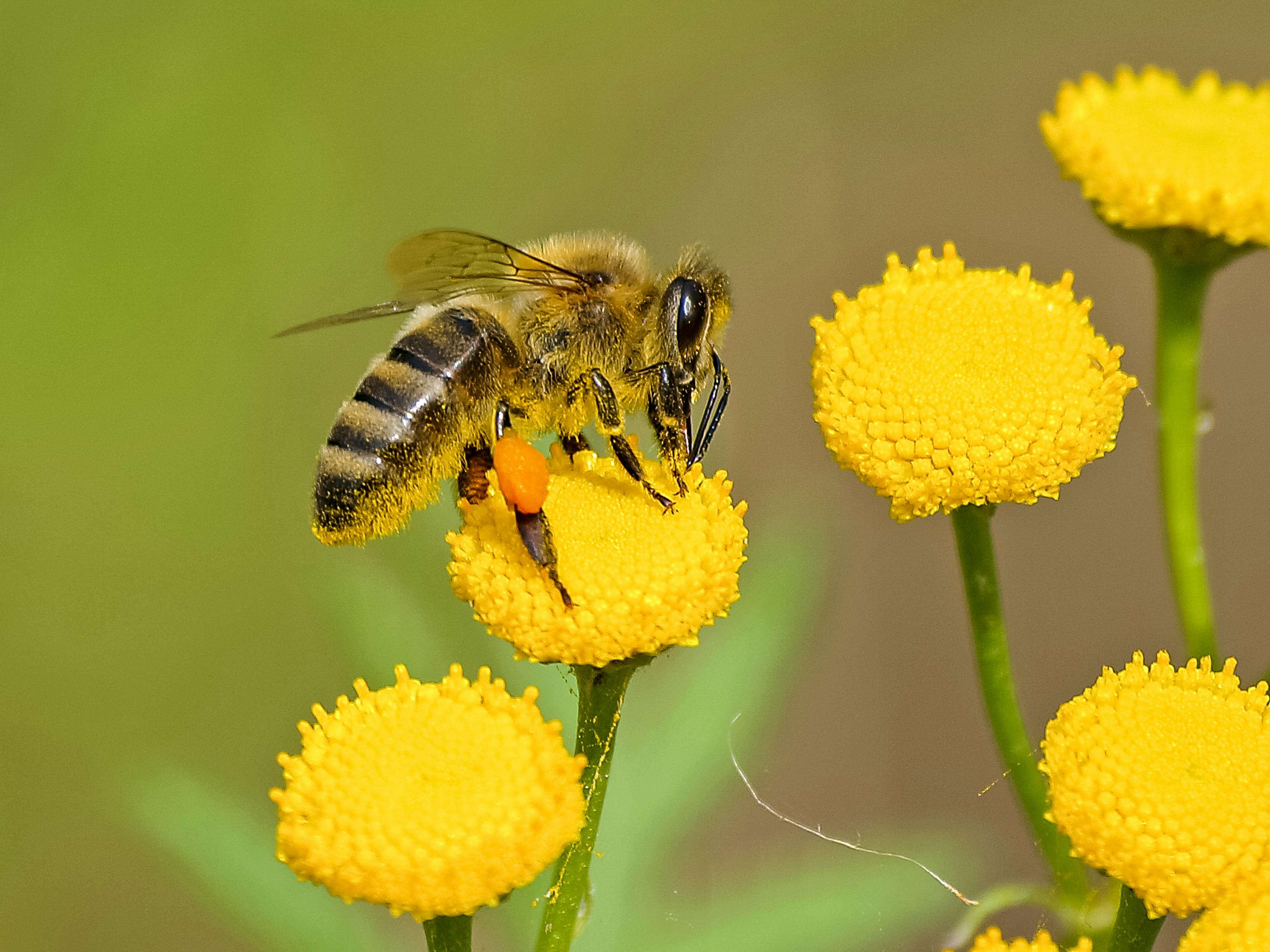 New Wildflower Beds Introduced in Worthing and Adur to Support Declining Pollinators