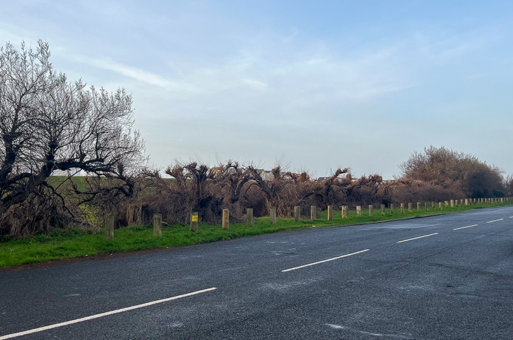 Tree Preservation Order Issued to Protect Historic Goring Hedge