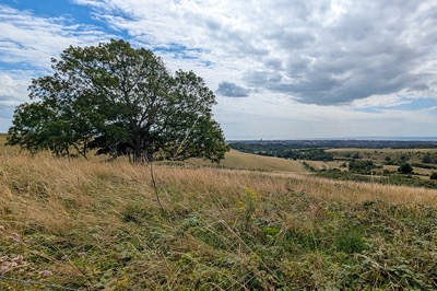 Plans unveiled to restore Tenants Hill as chalk grassland in Worthing